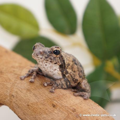 Grey Foam Nest Tree Frog - front view