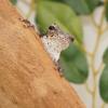 Grey Foam Nest Tree Frog - peek a boo photo