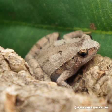 Ornate Pygmy Frog - Resting