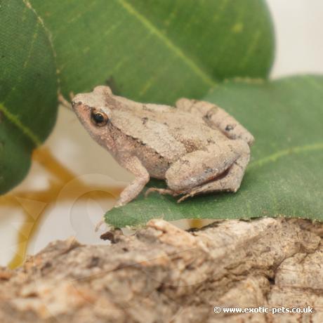 Ornate Pygmy Frog - Sideview