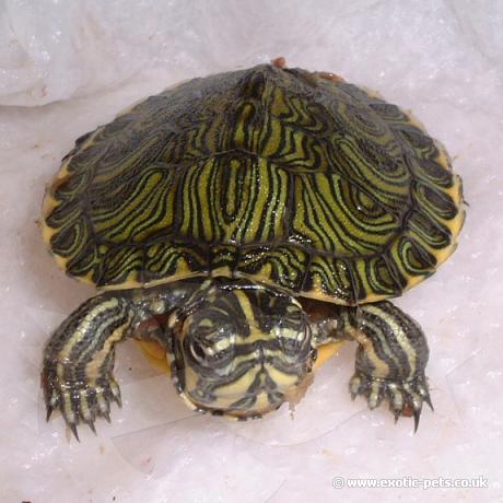 Yellow Bellied Turtle - Yellow Bellied Turtle