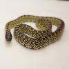 Desert King Snake - Yearling photo