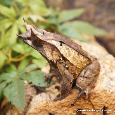 Long Nosed Horned Frog