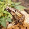 Long Nosed Horned Frog photo