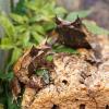 Long Nosed Horned Frog - group photo