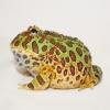 Argentinian Horned Frog - Sub Adult photo