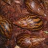 Tiger Land Snails photo