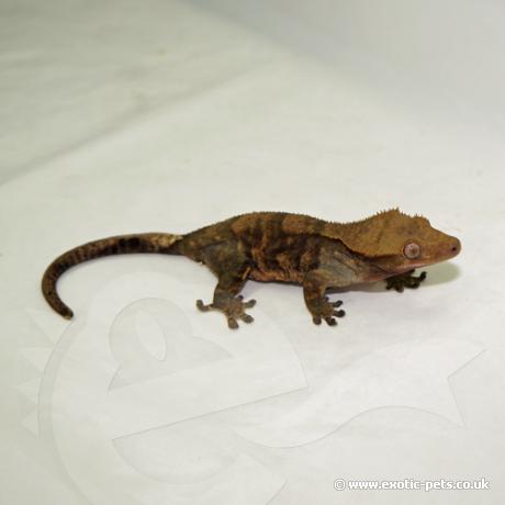 Crested Gecko - Rhacodactylus ciliatus