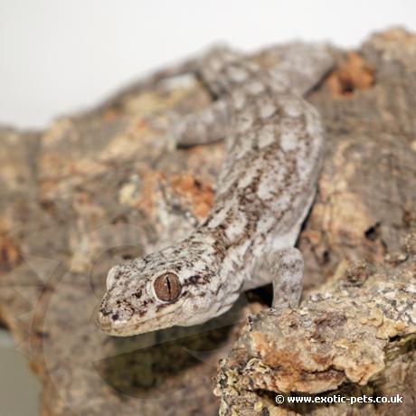 Giant Madagascan Velvet Gecko - Juvenile