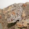 Giant Madagascan Velvet Gecko - Juvenile photo