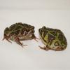 Madagascan Burrowing Frog - Pair photo