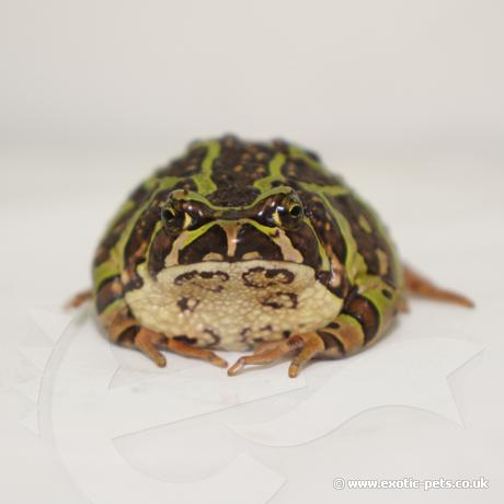 Madagascan Burrowing Frog - Portrait