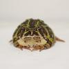 Madagascan Burrowing Frog - Portrait photo