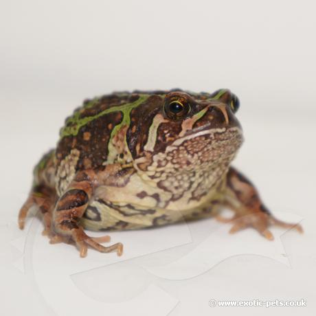 Madagascan Burrowing Frog