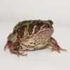 Madagascan Burrowing Frog photo