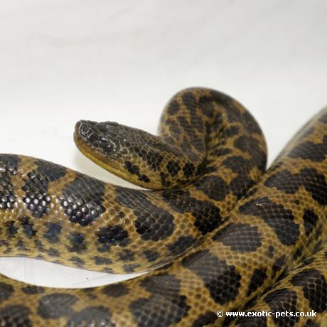 yellow anaconda pet