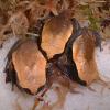 Baby False Tomato Frogs photo