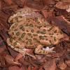 Egyptian Green Toad photo