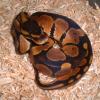 Royal Python - Baby photo