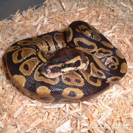 Royal Python - youngster