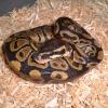 Royal Python - youngster photo