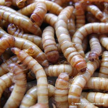 Mealworms - Live Mealworms