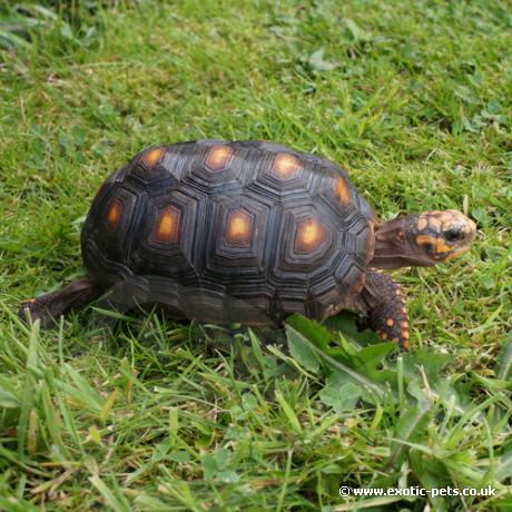 red footed tortoise pet