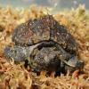 Florida Snapping Turtle front photo