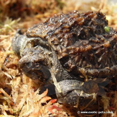 Florida Snapping Turtle side view