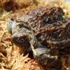 Florida Snapping Turtle side view photo