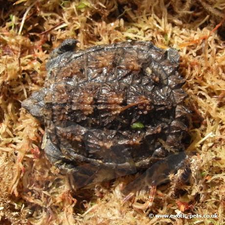 Florida Snapping Turtle