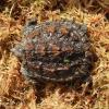 Florida Snapping Turtle photo