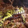 Fire Bellied Toad colours photo