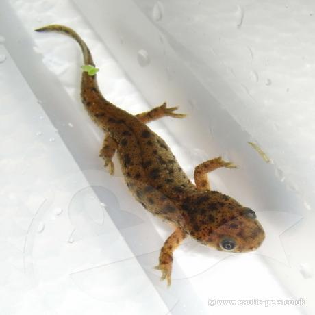 Sharp Ribbed Newt - recently morphed - Sharp Ribbed Newt