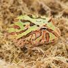 Fantasy Horned Frog - baby photo