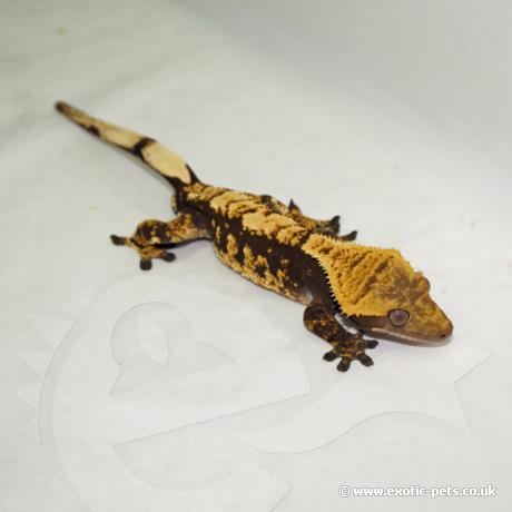 Crested Gecko - Harlequin Juvenile