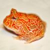 Strawberry Horned Frog photo