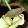 Bearded Pygmy Chameleon - Female photo