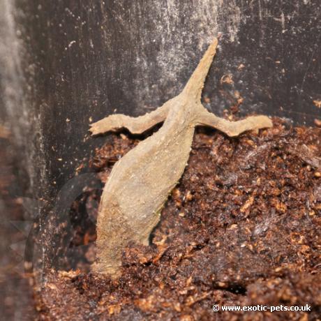 Bearded Pygmy Chameleon laying eggs