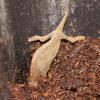 Bearded Pygmy Chameleon laying eggs photo