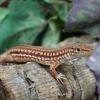 Southern Long Tail Lizard photo