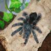 Guyana Pink Toe - Avicularia sp.