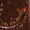 Peruvian Giant Centipede - Scolopendra gigantea (White Leg Form) photo