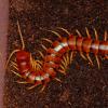 Peruvian Giant Centipede - Scolopendra gigantea (Yellow Leg Form) photo