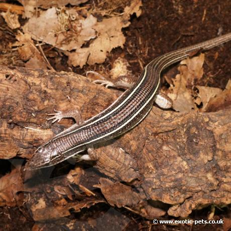 Black Lined Plated Lizard - top view - Black Lined Plated Lizard