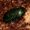 Madagascan Giant Emerald Pill Bug photo