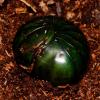 Madagascan Giant Emerald Pill Bug - rolled up photo