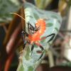 Baby Malaysian Orchid Praying Mantis photo