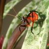 Malaysian Orchid Praying Mantis cleaning leg photo