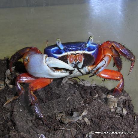 Rainbow Land Crab - front view